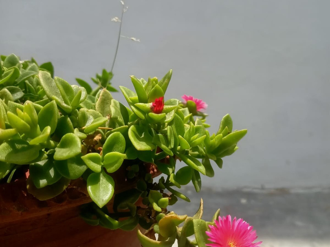 Seclude Shimla Taraview主图