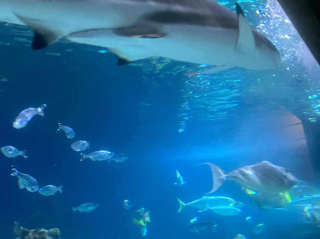 Skegness Aquarium景点图片
