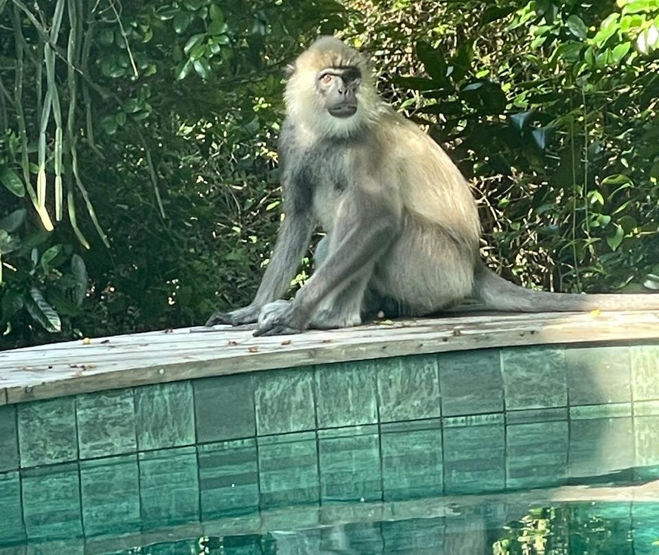 Wild Coast Tented Lodge - Relais & Chateaux主图