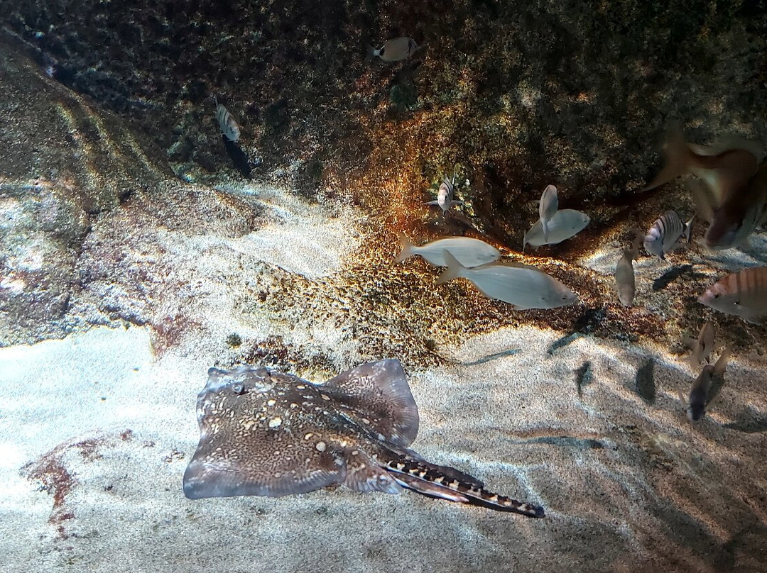 Biodiversarium-Banyuls-sur-mer必去景点