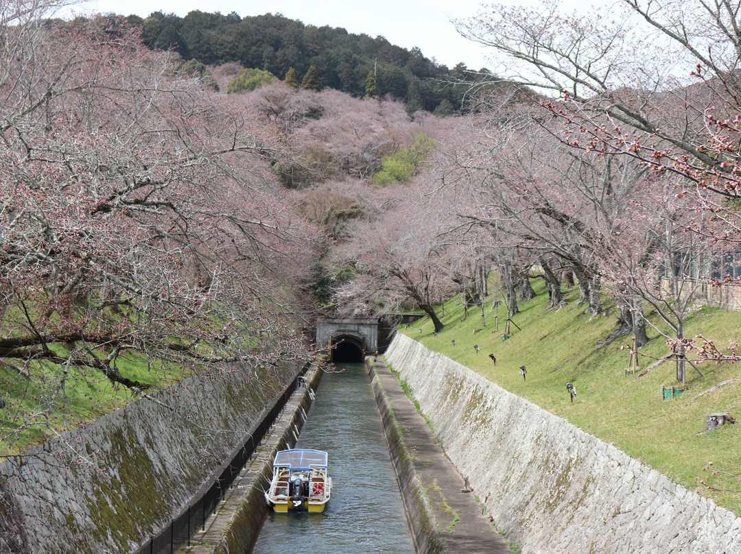 Lake Biwa Sosui-no Sakura-大津市必去景点