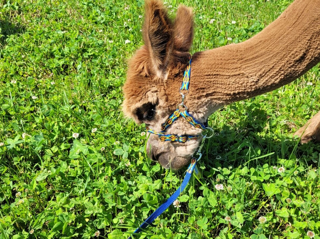 Alpaka Garten-Windach必去景点