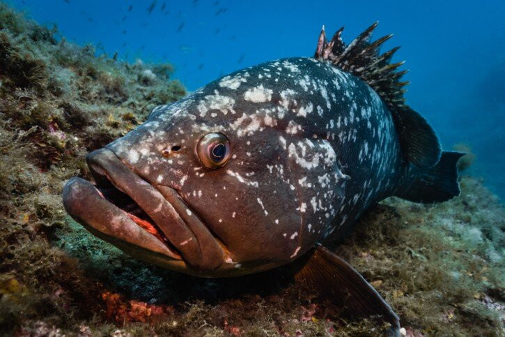 Atlantis Diving Lanzarote景点图片
