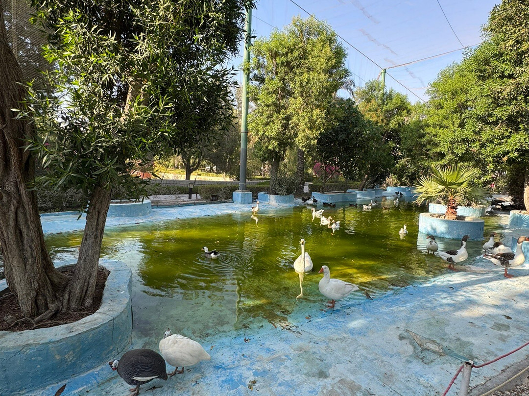 Kish Dolphin Park景点图片