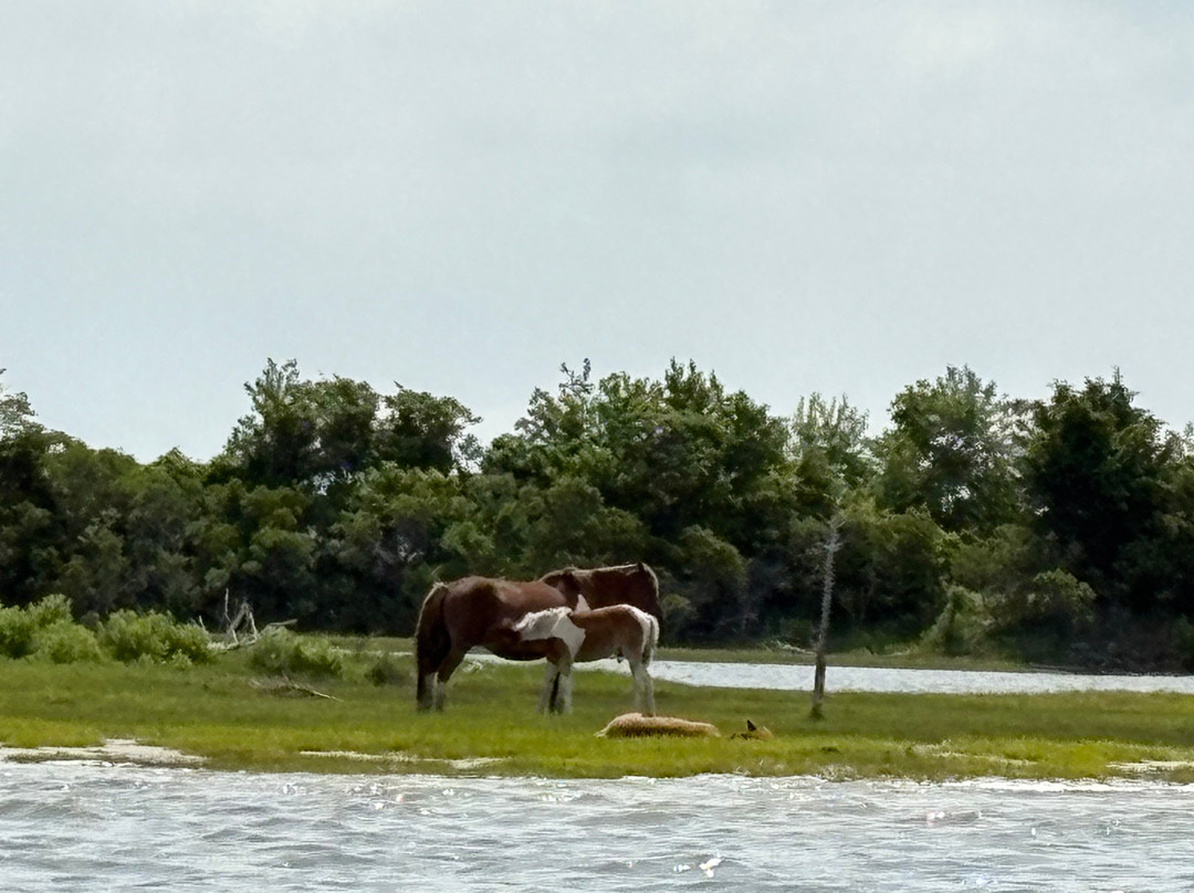 Riptide Pony Tours-Chincoteague必去景点