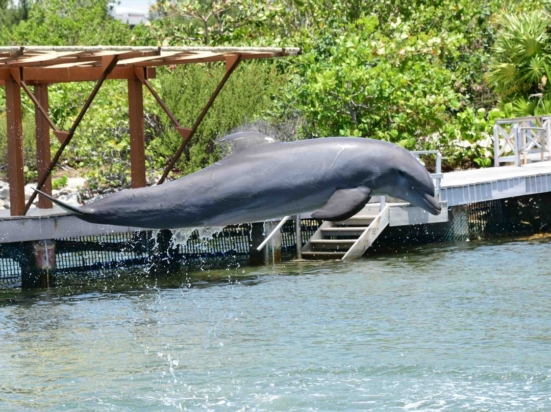 Delphinus Puerto Morelos-从莫雷洛斯港必去景点