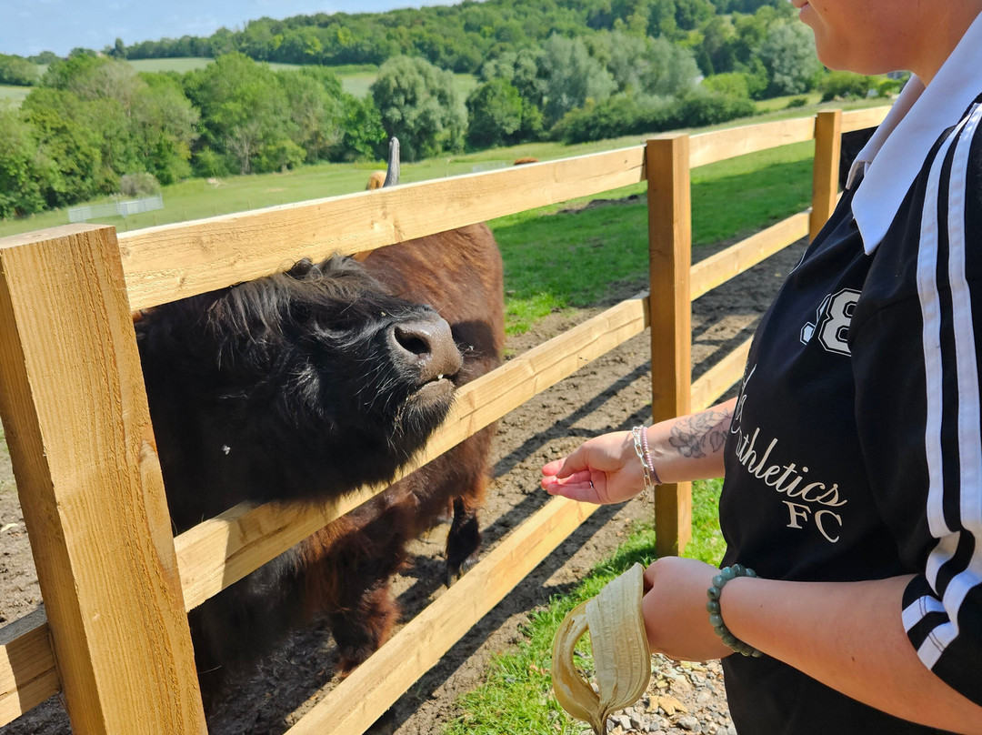 Highland Cow Cottage景点图片