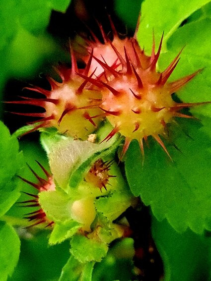 Riding Mountain National Park-Wasagaming必去景点