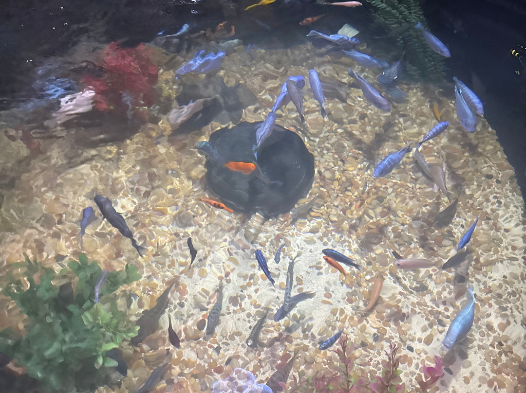 Blue Zoo Aquarium Rogers-罗杰斯必去景点