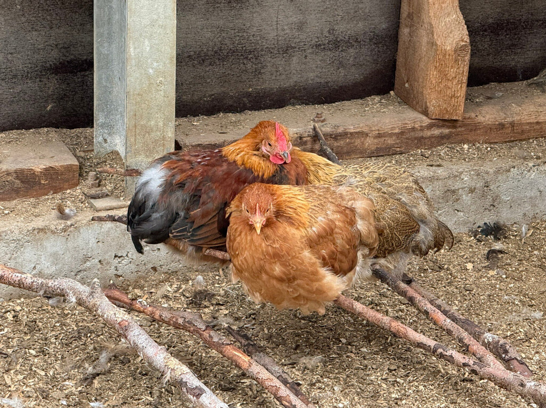 Petting Zoo Daladýrd-阿克雷里必去景点