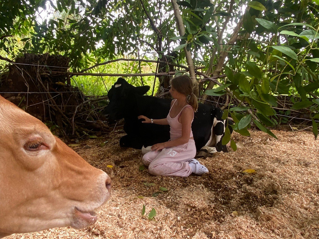Krishna Cow Sanctuary-帕派科欧必去景点