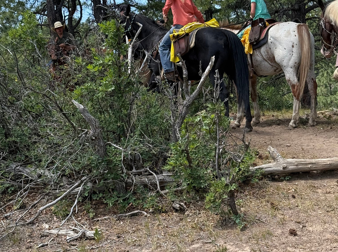 Lobo Outfitters-帕戈萨斯普林斯必去景点