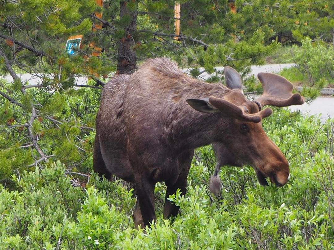 Timberwolf Tours-埃德蒙顿必去景点