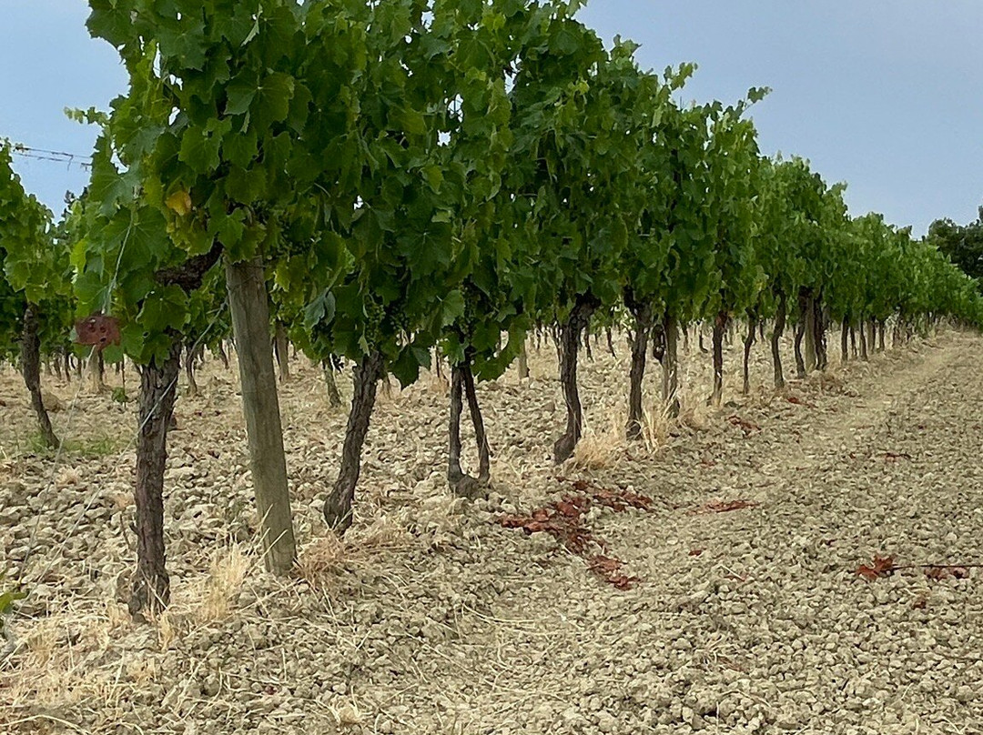 I Cipressi Winery-蒙特普尔恰诺必去景点