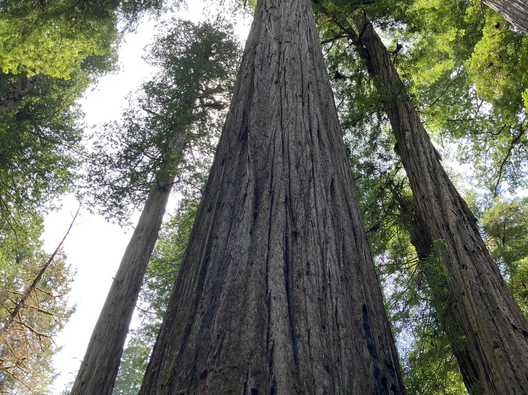 红杉树国家公园-红木国家公园必去景点