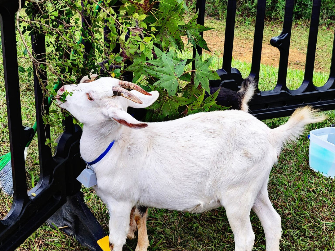 Goat Island Breweing-卡尔曼必去景点