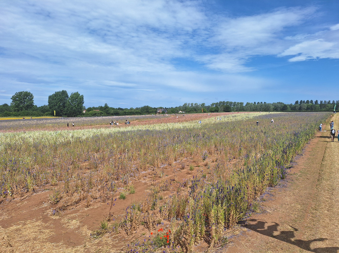 The Real Flower Petal Confetti Company's Confetti Flower Field-Pershore必去景点