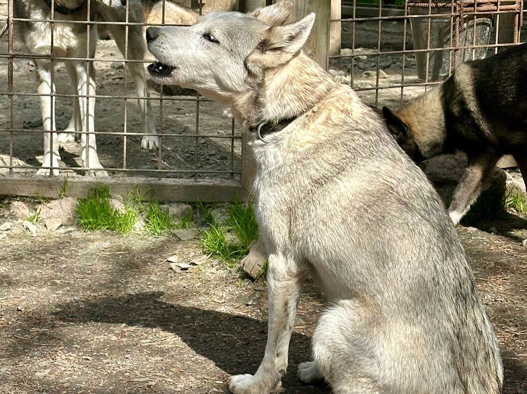 Arctic Circle Husky Park-罗瓦涅米必去景点