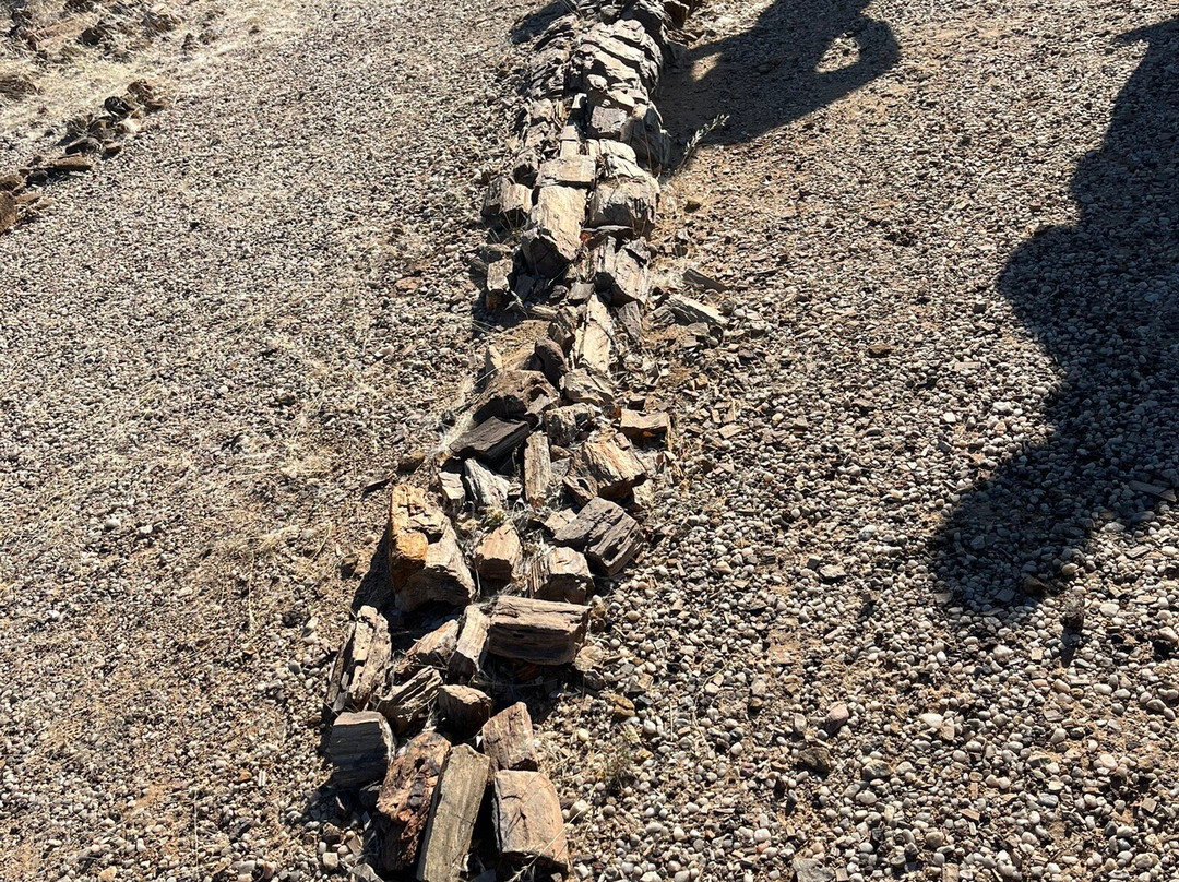 Petrified Forest-Khorixas必去景点