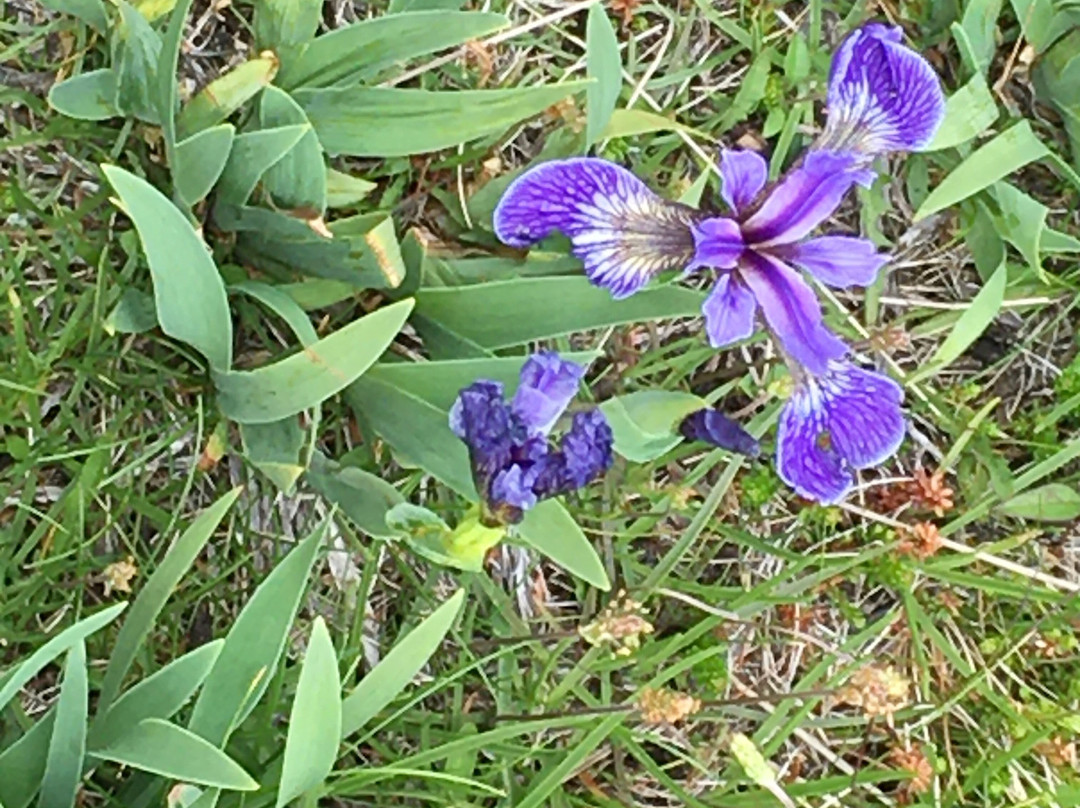 Fogo Head Trail-Fogo Island必去景点