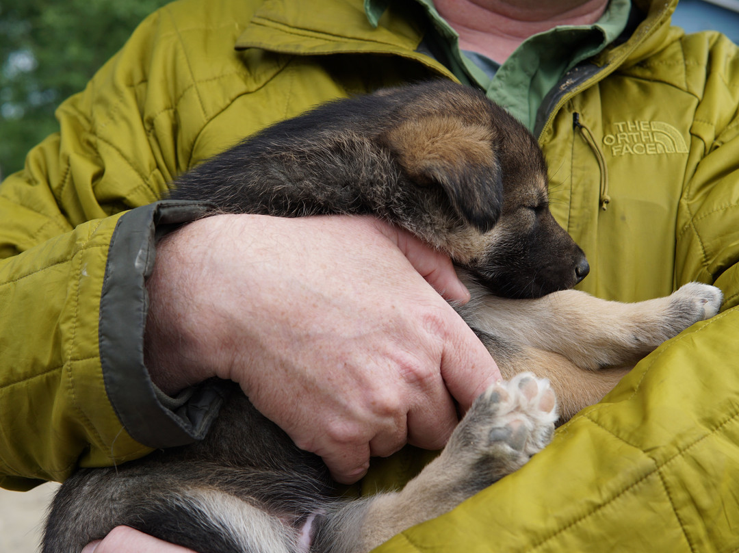 Alaskan Husky Adventures-Willow必去景点