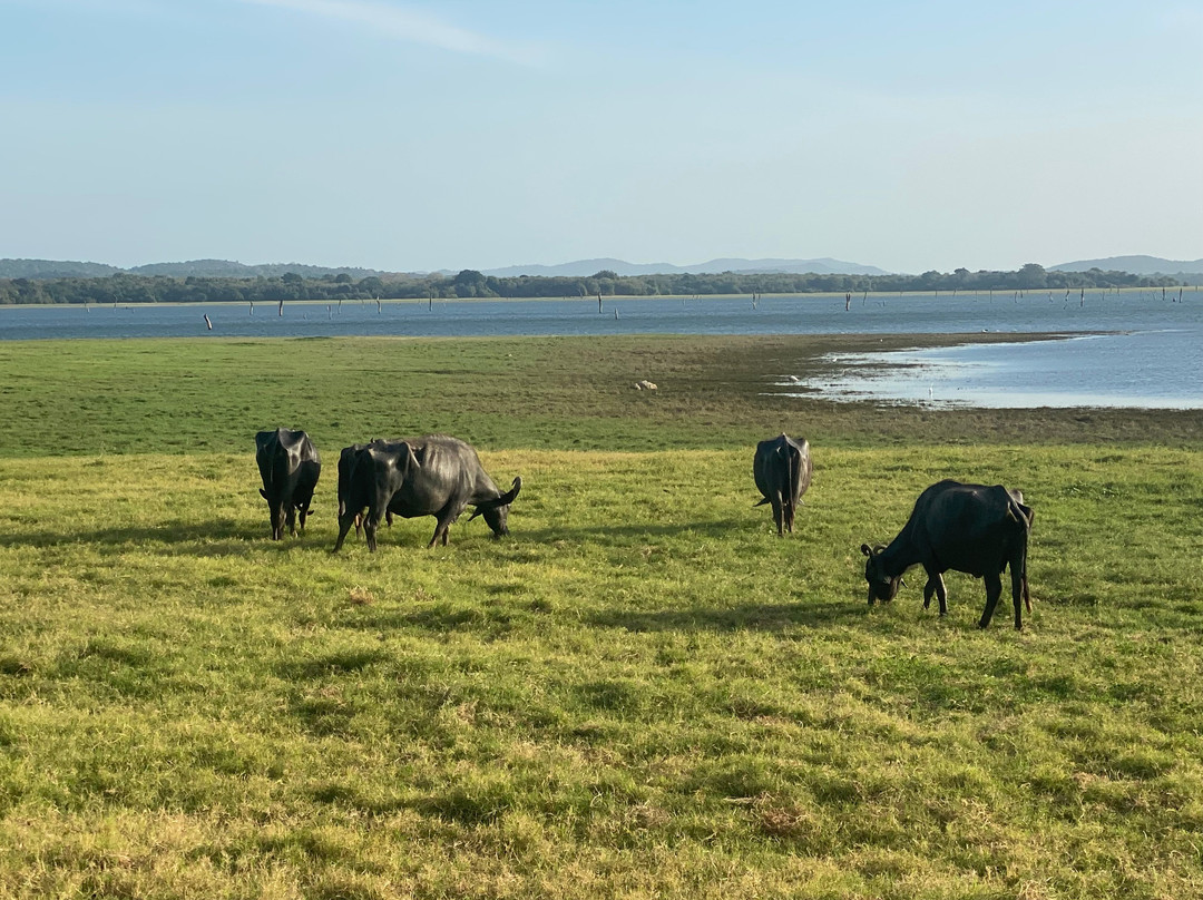 Lakshan jeep safari habarana-哈巴拉娜必去景点