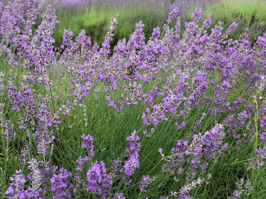 Bleu Lavande-梅戈格必去景点