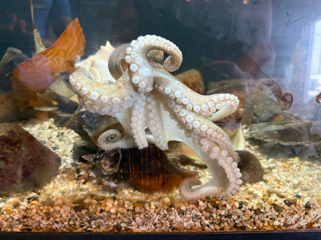 Topsail Aquarium-Surf City必去景点