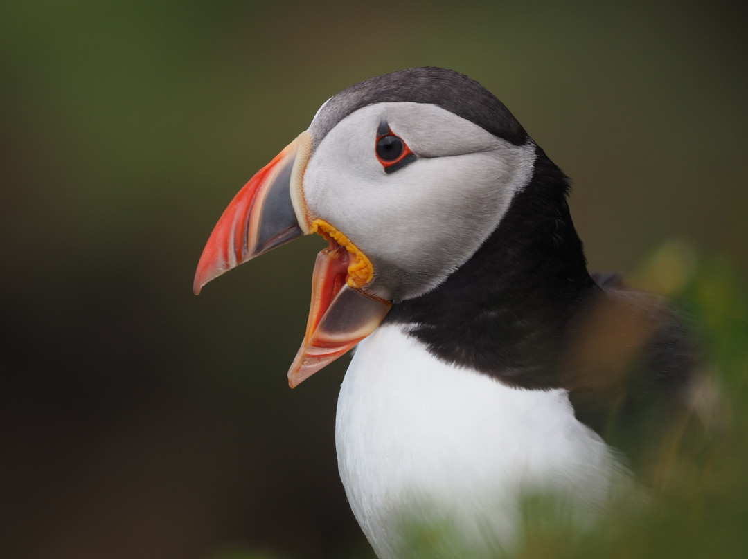 Shetland Nature-Unst必去景点