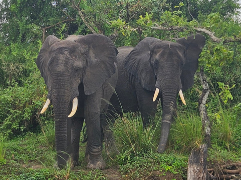 Ellington Safaris-坎帕拉必去景点