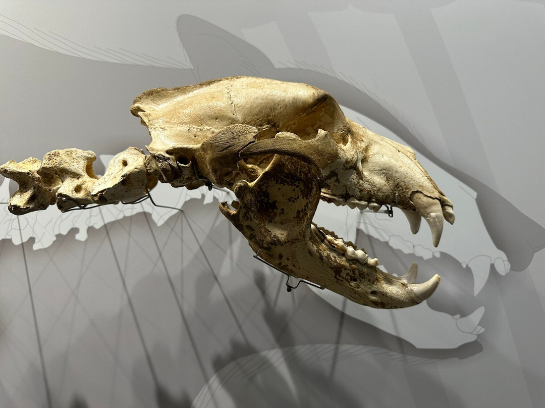 Prehistory and Archaeology Museum of Cantabria-桑坦德必去景点