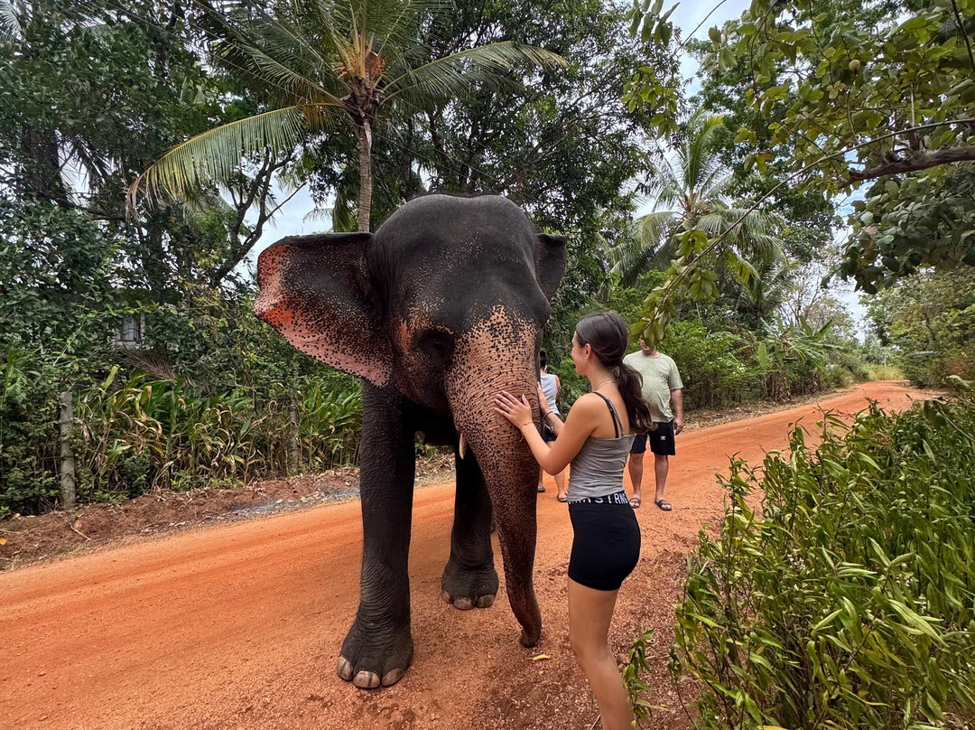 Elephant Bathing at Habarana-哈巴拉娜必去景点
