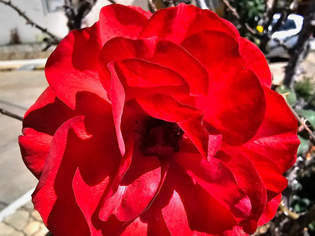 Basilica Menor de Sao Lourenco Martir-Sao Lourenco必去景点