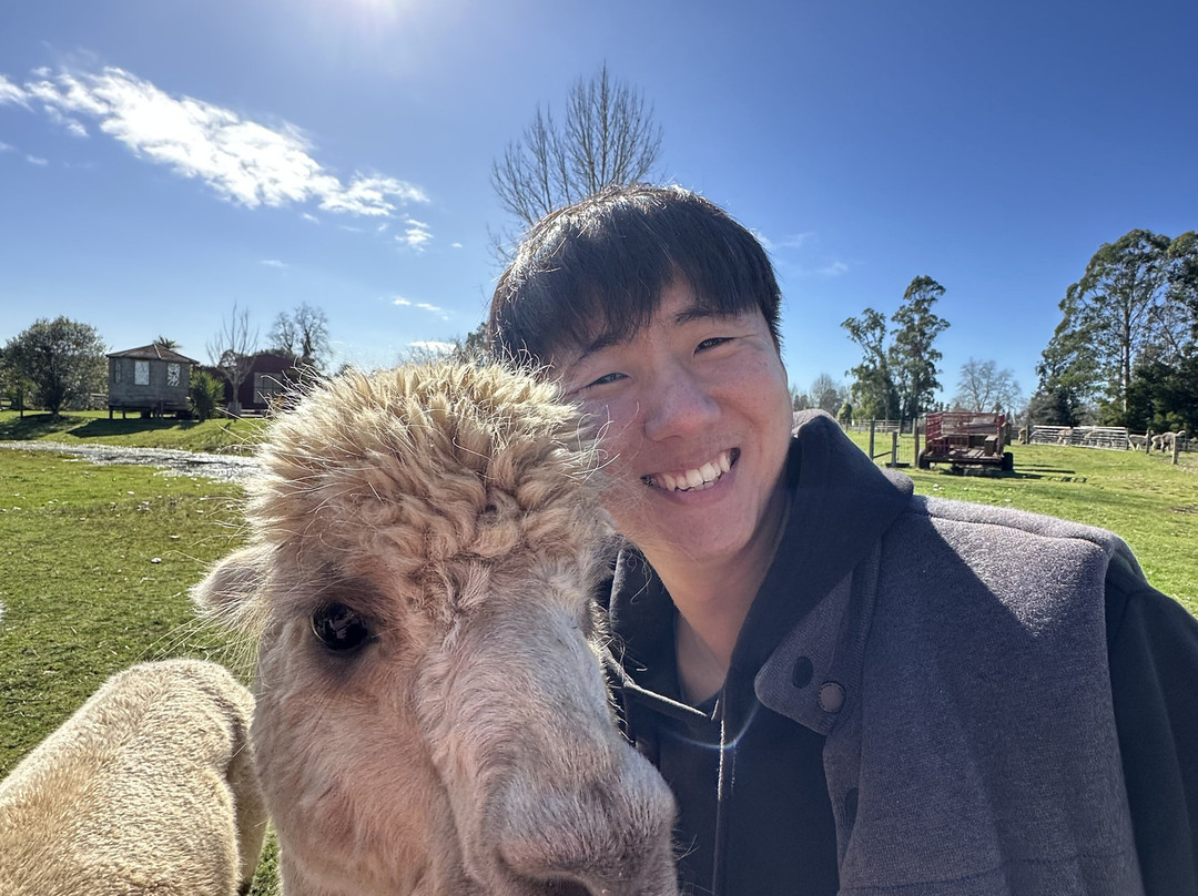 Cornerstone Alpaca Farm-戈登顿必去景点