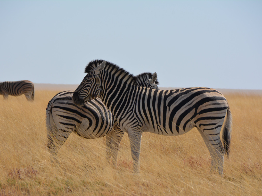 Okangala Tours & Safaris-华维斯湾必去景点