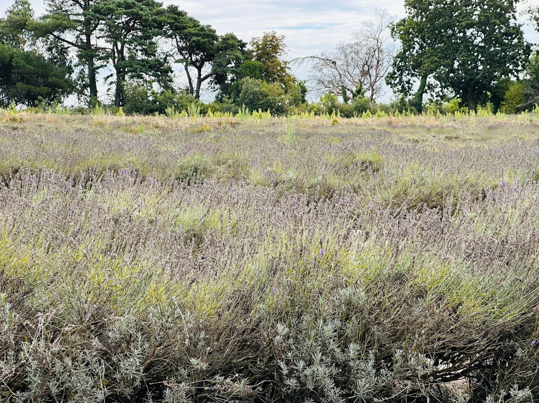 Jersey Lavender Farm-圣布雷拉德必去景点