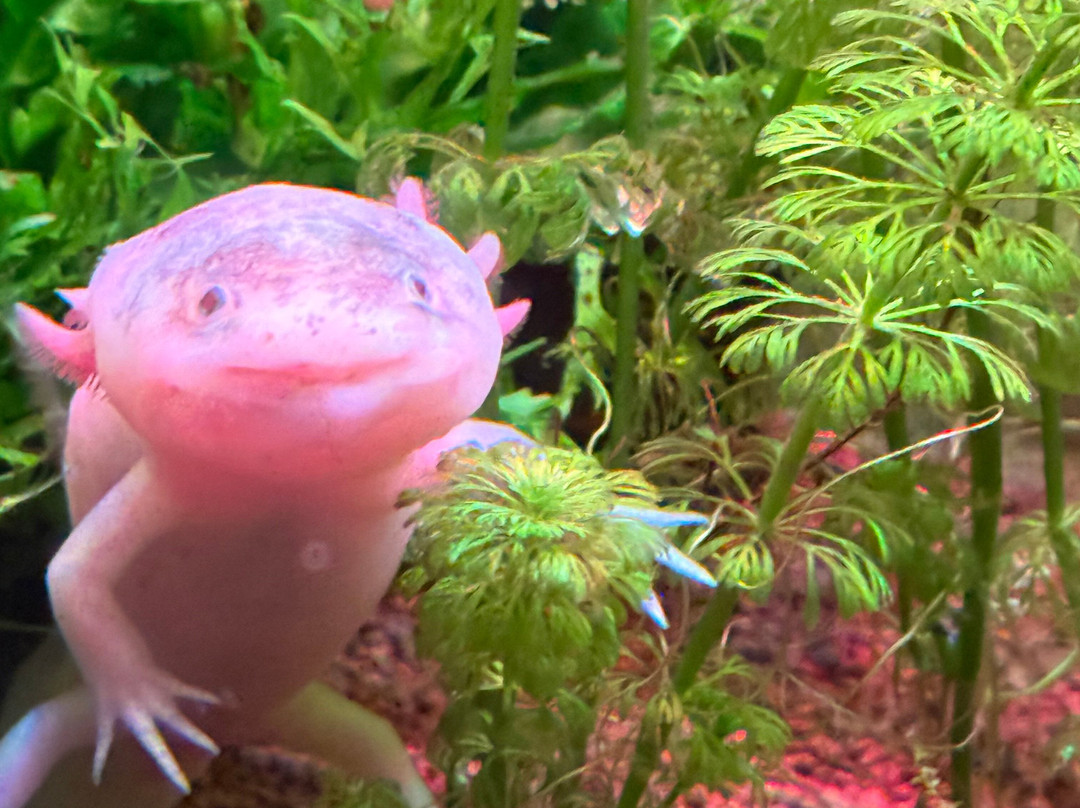 Bioparc Acuario De Gijón-希洪必去景点