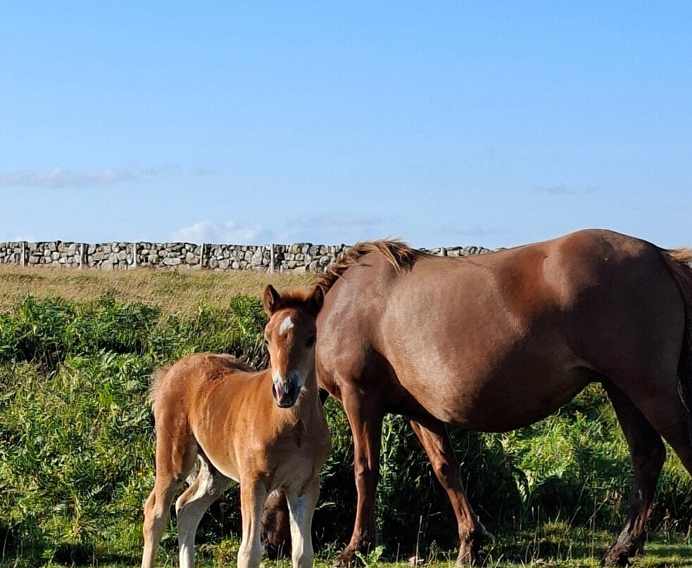 Ashburton Court Guest House主图