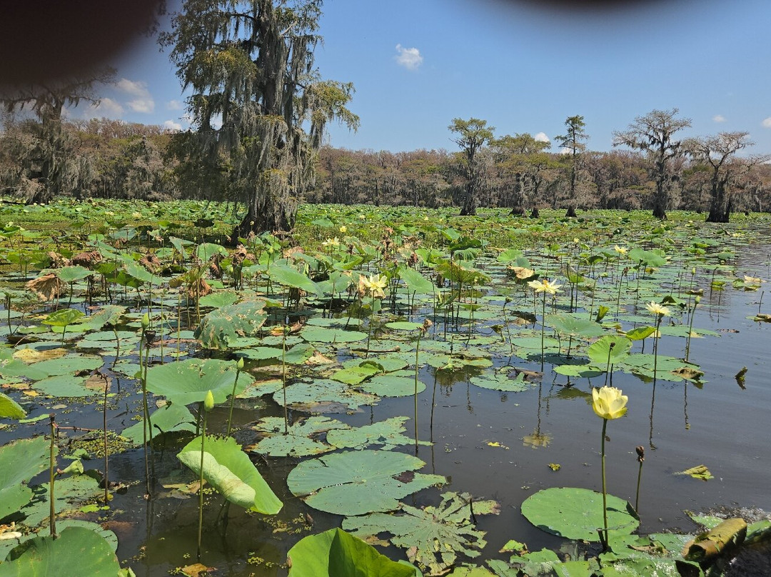 Captain Ron's Swamp Tours-Karnack必去景点