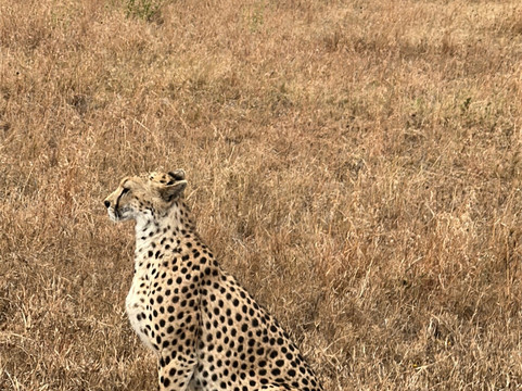 Africa Yetu Safaris-阿鲁沙必去景点