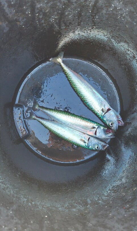 Epic Fishing Trips-纽基必去景点