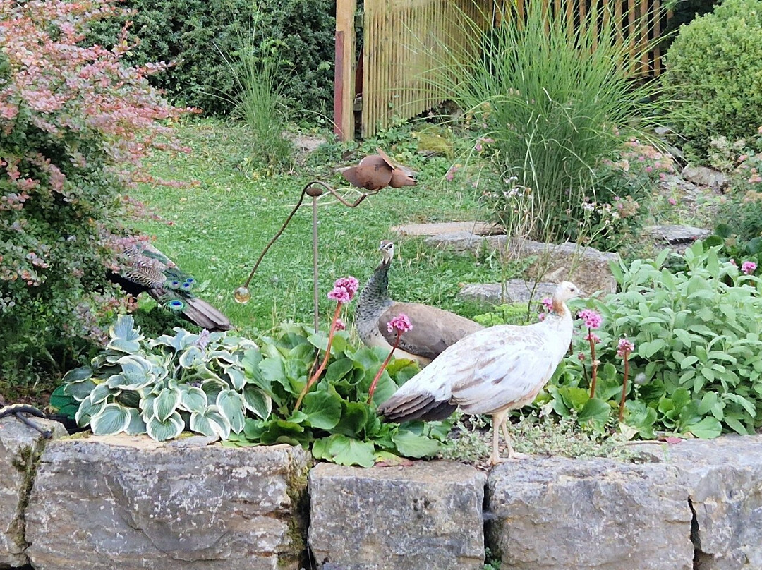 Waldgasthof Wildbad主图