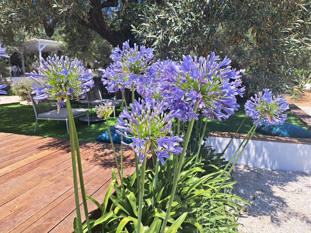 Paralía Leftós Gialós-Alonnisos必去景点