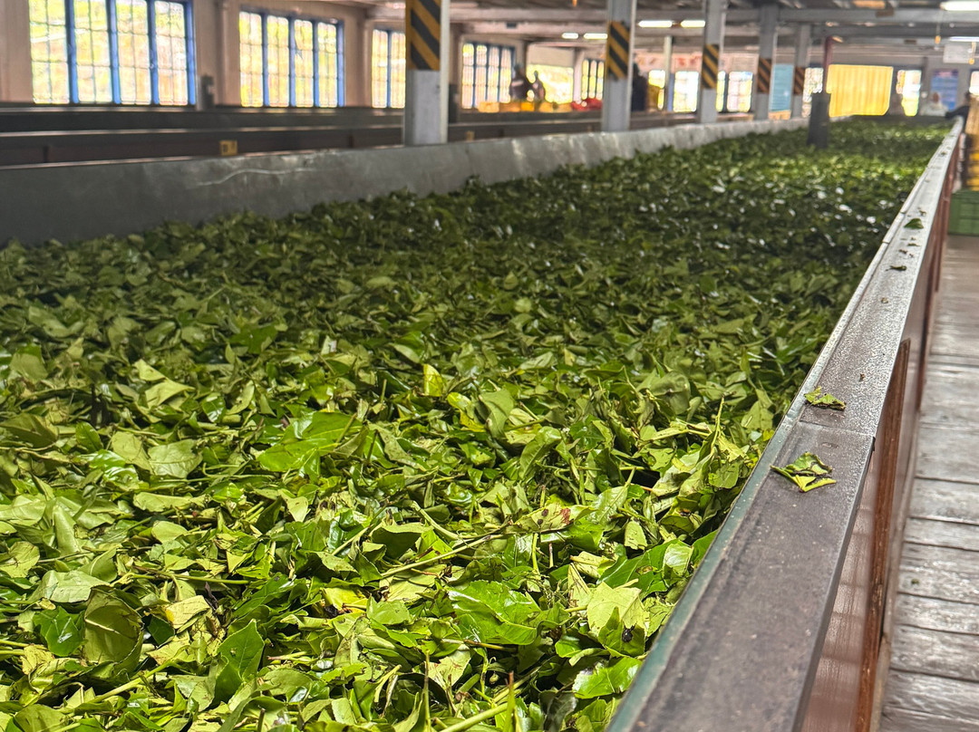 tuk tuk tk tours-Nanu Oya必去景点