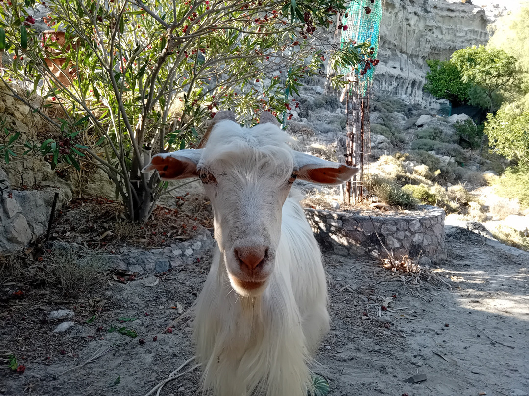 Fish & Fun With Nikos-Stegna必去景点