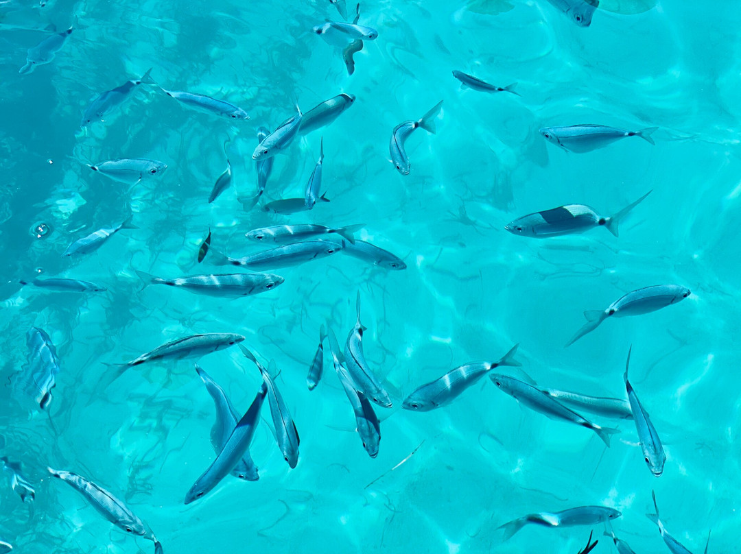 Ionion Gateway Cruise-塞沃塔必去景点