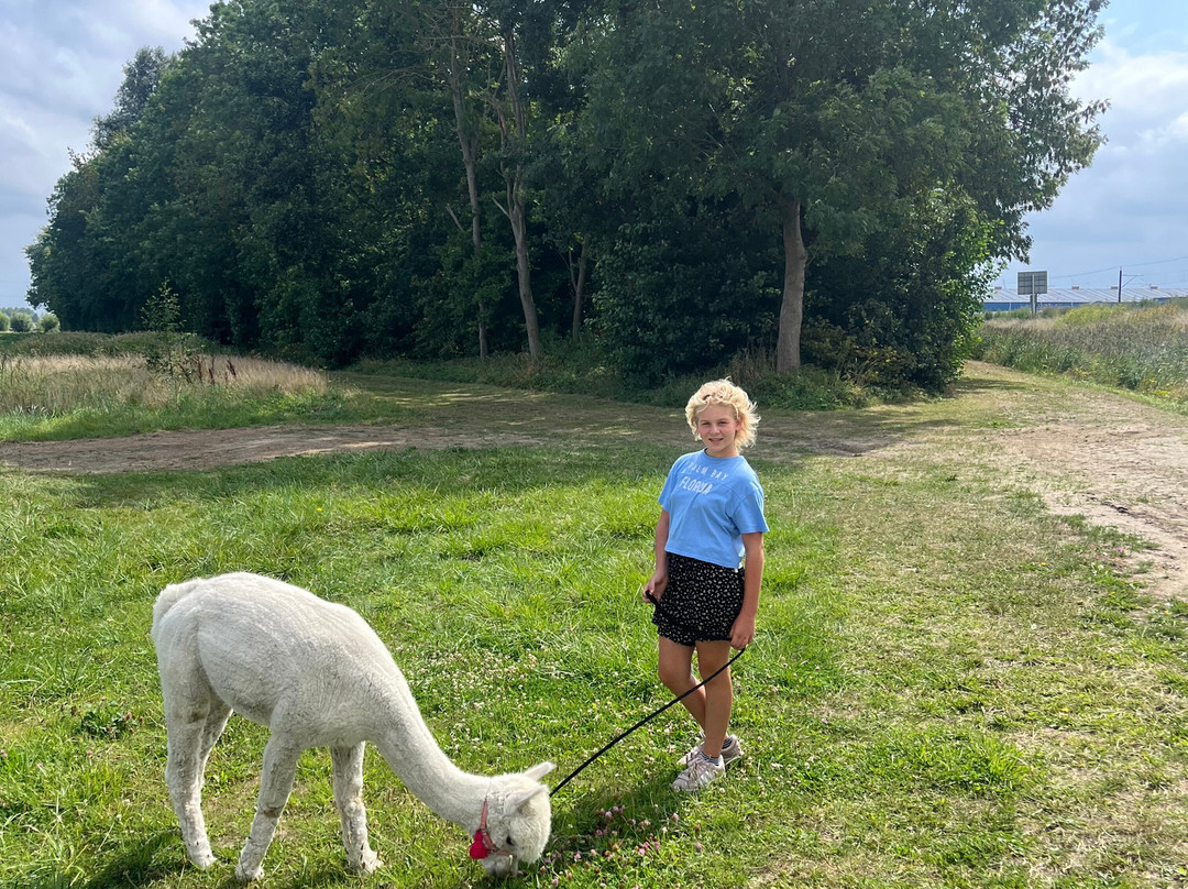 Alpaca Zeeland-Nieuwdorp必去景点