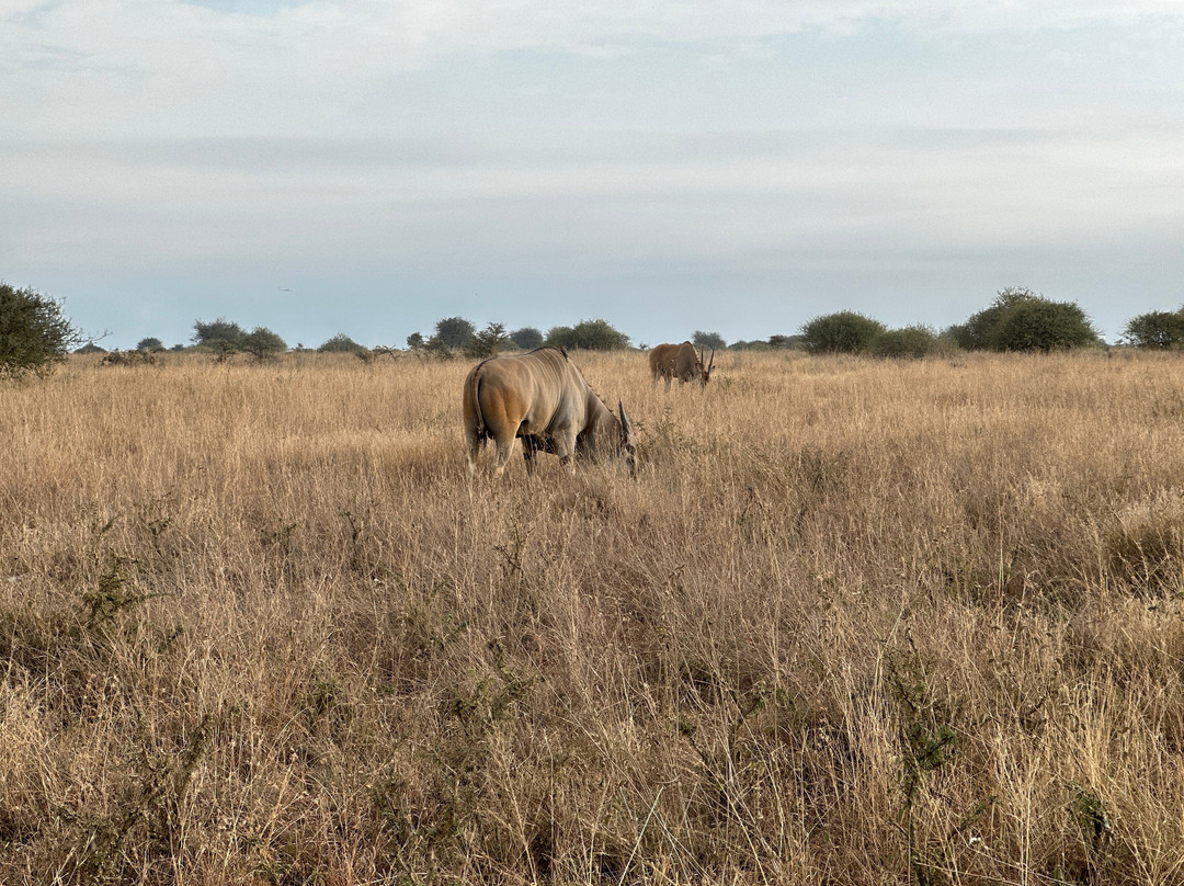 NIVLEK TOURS-内罗毕必去景点