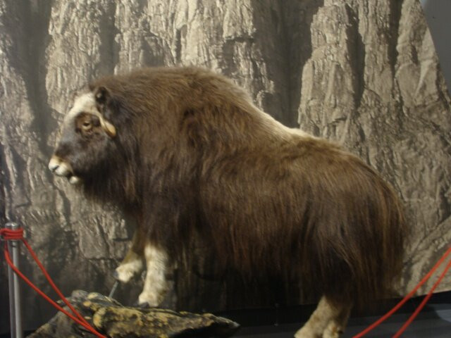 Norwegian Mountaineering Centre-安道尔尼斯必去景点