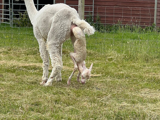 Bozedown Alapcas-雷丁必去景点